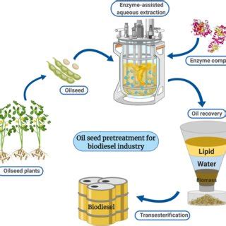  黃葵籽油深度應用於生物柴油與食品工業！